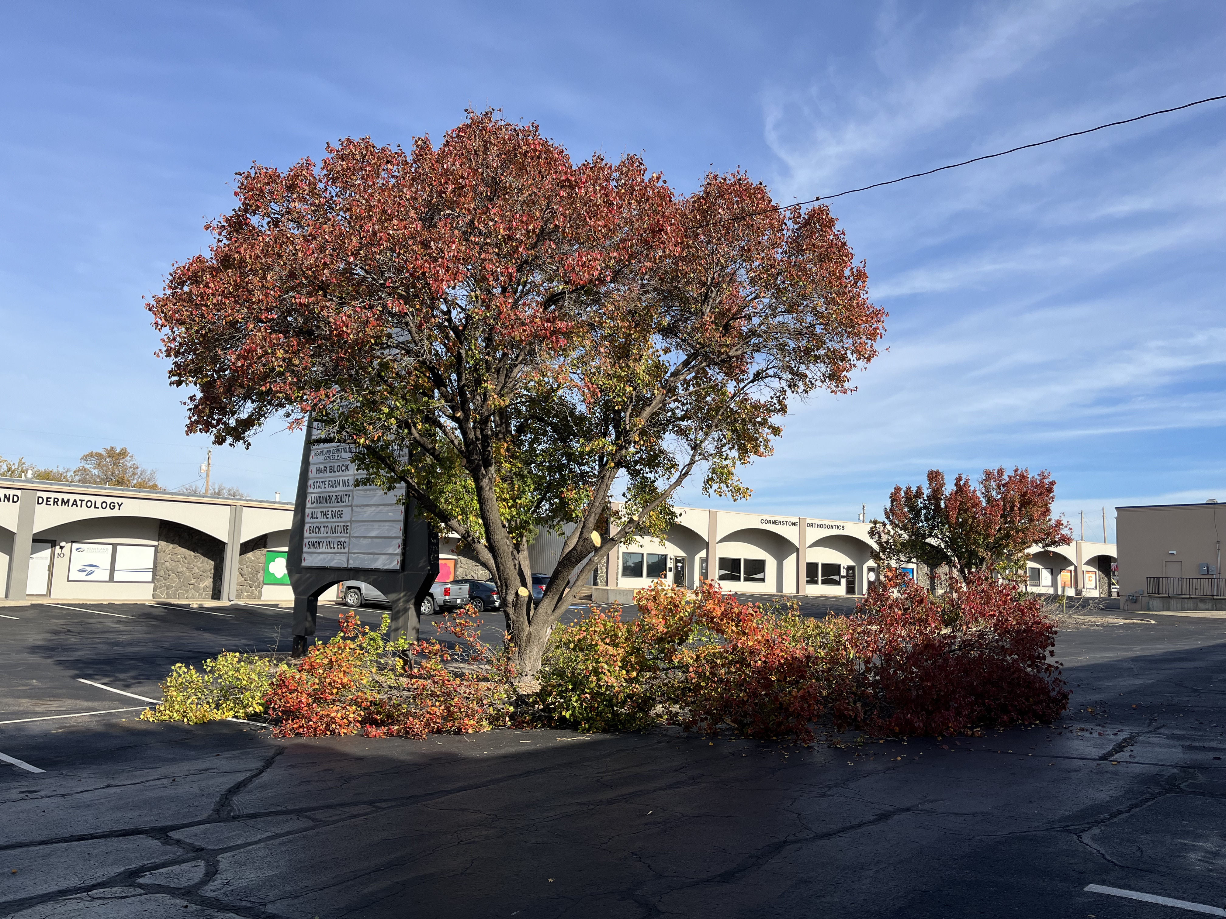 Tree Trimming